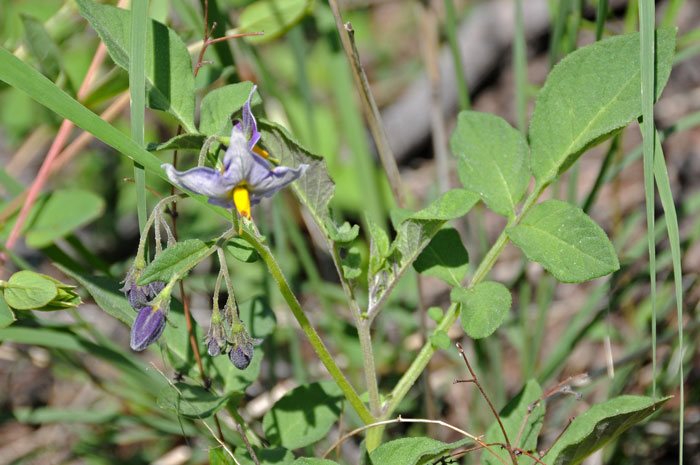 Fendler's Horsenettle or Wild Potato is a native plant and 1 of 18 species of Solanum found in Arizona. Solanum fendleri